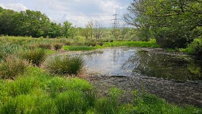 peatland