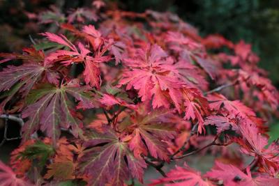 Red leaved tree in autumn