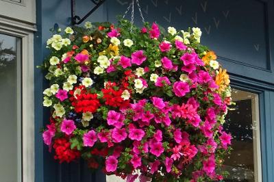 Hanging basket - Seasalt Mumbles.