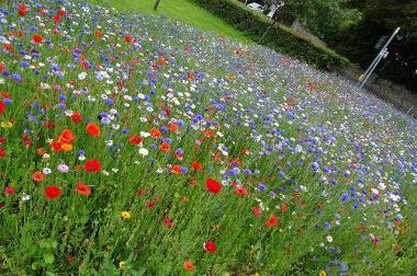 Blodau gwyllt ar ben Newton Road/Parc Underhill.