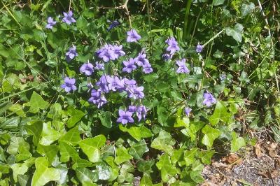 Violets