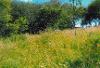 Woodland burial at Oystermouth cemetery Summer