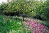 Woodland burial at Oystermouth cemetery Spring